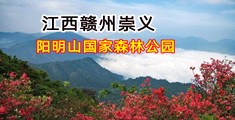 台湾大吊色麻